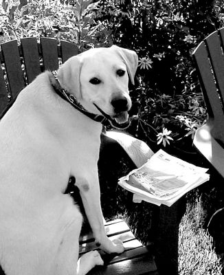 09-19-02
The Dog Days of Summer may be over, but this one-year-old Yellow Lab named Margaux is taking advantage of the remaining nice weather to sit outside and read his favorite news source, The Wanderer. His owners, Fransje and Nick Zucchero of Mattapoisett, always make sure to read it first before Margaux gets a hold of it. (Photo by and courtesy of Fransje Zucchero). 9/19/02 edition
