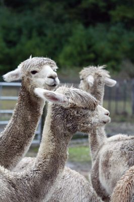 Alpacapalooza! 
Pine Meadows Farm in Mattapoisett is home to some 17 alpacas. Owners Heidi and Jeff Paine opened up the farm to the public over the weekend once the weather cleared. Saturday the alpacas were still drying off from the rain, but by Sunday their fleece was again fluffy and soft. Photos by Jean Perry
