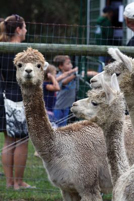 Alpacapalooza! 
Pine Meadows Farm in Mattapoisett is home to some 17 alpacas. Owners Heidi and Jeff Paine opened up the farm to the public over the weekend once the weather cleared. Saturday the alpacas were still drying off from the rain, but by Sunday their fleece was again fluffy and soft. Photos by Jean Perry
