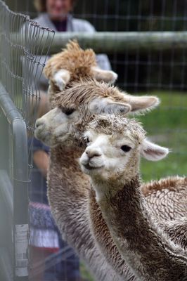 Alpacapalooza! 
Pine Meadows Farm in Mattapoisett is home to some 17 alpacas. Owners Heidi and Jeff Paine opened up the farm to the public over the weekend once the weather cleared. Saturday the alpacas were still drying off from the rain, but by Sunday their fleece was again fluffy and soft. Photos by Jean Perry
