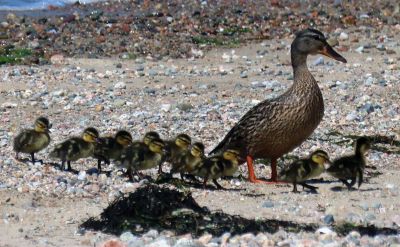 Duck Crossing
Faith Ball shared these photos of a mother duck and her babies that paddled up Crescent Beach in the strong surf before heading to shore, crossing the beach, and walking up the dirt road.
