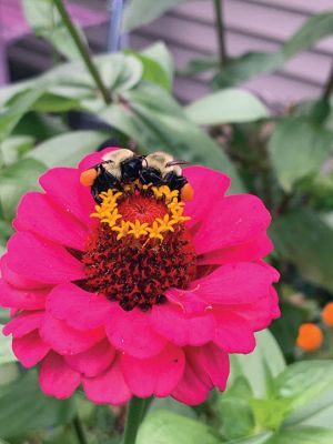 What's the Buzz
Reader Heather MacGregor submitted this photo she took of the “buzzing bees” that, as she put it, “absolutely love” the zinnias in her Mattapoisett front yard.
