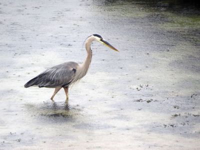 Blue Heron
A great blue heron fishes in the rain just off the beach in Crescent Beach, Mattapoisett. Photo courtesy Faith Ball
