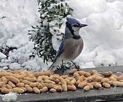 Blue Jay
This blue jay was spotted at Brandt Beach after the first snowstorm of 2022. Photo courtesy of Marcia Parker
