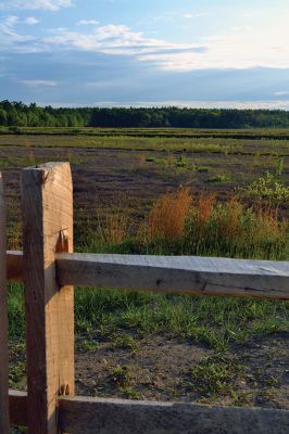 The Bogs at Sunset
There is an otherworldly appearance to the Bogs during the long-shadowed evening hours of late spring. The landscape is bathed in golden sunlight that makes the bogs appear to glow from the inside out. The Buzzards Bay Coalition oversees the 50 acres of retired cranberry bogs that abounds with wildlife of the amphibious kind. On May 30, the organization led a group on a discovery tour with a focus on frogs. Photo by Jean Perry
