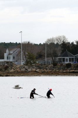 New England Waters
Even in the throes of winter, seaside life persists in the icy cold New England waters. On Monday, January 19, two men were seen digging for quahogs during low tide in Mattapoisett Harbor at the end of Reservation Road. Donning waders and wielding rakes, the two men persisted in their winter work, while seagulls above them did the same. Photo by Colin Veitch. January 22, 2015 edition
