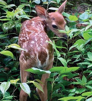 Fawn in Marion
Steve Chicco captured this picture of a newborn fawn in Marion.

