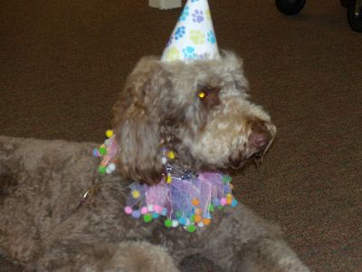 Sadie's Birthday
Sadie the 2-year-old goldendoodle rang in her second birthday in style at the Mattapoisett Library on Tuesday, November 13.  Sadie helps children learn to read every week at the library. In celebration of her birthday, the library will be collecting pet goods to be donated to a local animal shelter at the end of the month.  Photo by Katy Fitzpatrick. 
