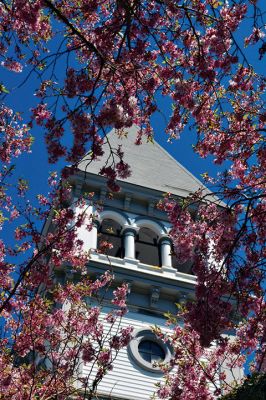  Bloom (and Gloom) 
The “bloom is off” the $7.9 million Marion Town House renovation article, which was defeated 214-120 on Monday night during the Annual Town Meeting. For now, the Town House will remain in its current state, which we think right now looks quite lovely juxtaposed behind the cherry blossom tree in full bloom outside. Photo by Jean Perry
