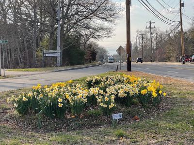 Daffodils
Daffodils are in bloom at the Church Street Extension off Route 6 in Mattapoisett. Photo courtesy of Jennifer F. Shepley
