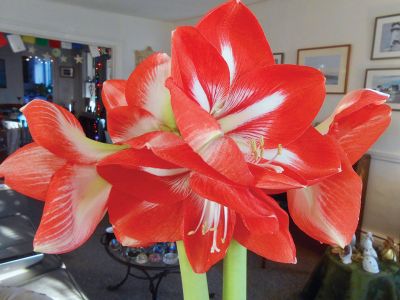 Amaryllis
Teresa Dall shared a photo of her amaryllis, which got very showy in her living room this year. Spring is coming!
