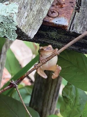Frog in a Tree
Not flying, but he jumped on me and then to this stem! – Danni Kleiman
