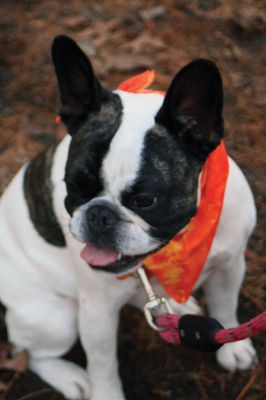 Hot-To-Trot Dog Walk
On November 30, a spring-like winter’s day, the Sippican Lands Trust held its 2nd annual Hot-To-Trot Post-Thanksgiving Day dog walk. About 12 dogs of all shapes and sizes brought their humans out for a guided tour of the White Eagle property located off Route 6 in Marion. Dogs received stylish orange neckerchiefs and dog treats. Photo by Marilou Newell
