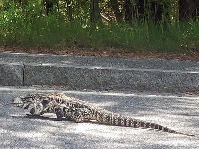 Dragon Crossing
Mattapoisett Animal Officer Kathy Massey was called to the area of Route 6 at the Mattapoisett/Marion line late Friday morning for what turned out to be a Tegu Dragon crossing the road. The 4-foot Tegu was transported to Mattapoisett Animal Hospital for treatment and was then brought to an undisclosed location for nourishment. Photos courtesy of Kathy Massey and Mattapoisett Animal Hospital
