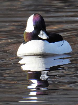 Bufflehead Duck
A male bufflehead duck was recently spotted on his migratory path on Buzzards Bay. Birder Justin Barrett of Marion educated a Zoom audience on winter season migratory birds in a February 10 event sponsored by the Marion Natural History Museum. Barrett discussed birding as an effortful activity not to be confused with birdwatching. Photo courtesy Moe Molander
