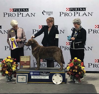 Ducky
Annie Henshaw of Poisett Kennel in Mattapoisett with her dog, Ducky, receiving the Sporting Group title at the Annual National Dog Show on Thanksgiving. Photos courtesy Annie Henshaw
