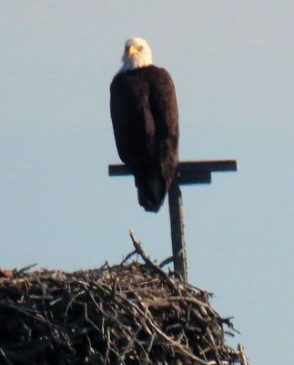 Eagle's Nest
Faith Ball shared these photos of an eagle that was sitting on an osprey nest in a marsh in Mattapoisett.
