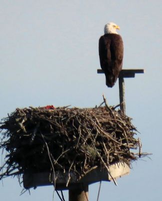Eagle's Nest
Faith Ball shared these photos of an eagle that was sitting on an osprey nest in a marsh in Mattapoisett.
