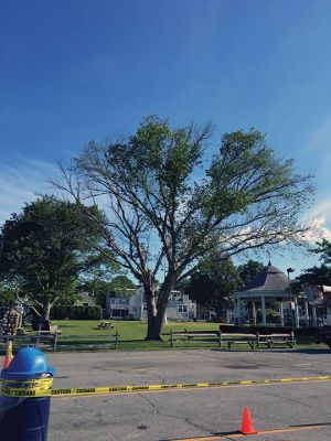 Lost Elm
Mattapoisett has lost one of the last remaining American elm trees planted throughout the community during the mid-twentieth century. Tree Warden Roland Cote said that despite valiant efforts over the past year to save this once grand specimen located in Shipyard Park, the tree lost its battle with Dutch Elm disease. Concern over public safety helped Cote make the difficult decision to take the tree down. Cote said a red maple tree would be planted nearby. Photo by Marilou Newell
