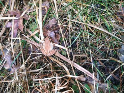 Newly Awakened Frog
An early encounter with spring, Erica Brodo spotted a newly awakened frog on February 25 at Nasketucket Bay and snapped a picture.
