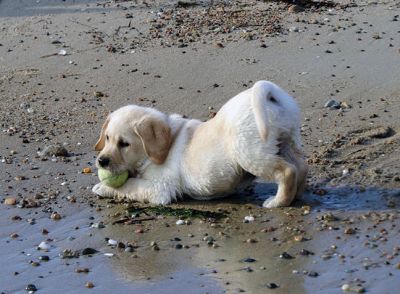 Jackson

One of the newest residents of Mattapoisett, Jackson, loved his first beach playtime in Mattapoisett.  Jackson is an 8-week-old yellow Lab who was recently adopted by a lucky family in Mattapoisett. Photo by Faith Ball

