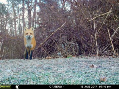 Fox Photo
Robert Pina’s animal cam snapped a picture of this fox as it travelled through his yard on Point Road in Marion.
