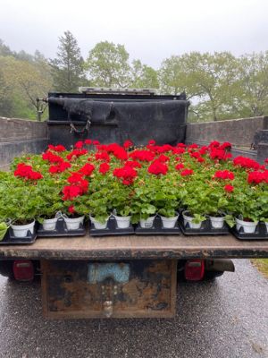 Memorial Day
Robert Pina shared photos of the annual planting of geraniums at veterans’ graves for Memorial Day.
