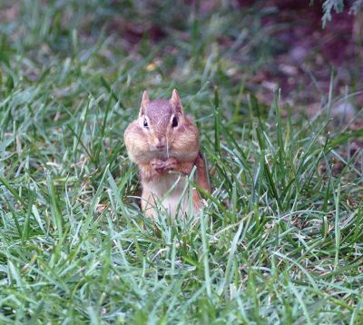 Chipmunk
Grant Johnson of Mattapoisett took this photo of a chipmunk loading up for winter.

