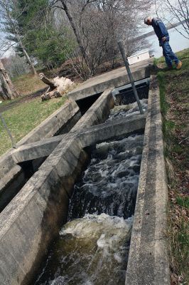 Herring Run
Herring Inspector Davis Watling Jr. marks how many herring have returned to Snipatuit Pond via the Mattapoisett River on Monday, April 24. (Right) This is the final hurdle the herring must make before returning home to spawn the next generation of alewives. Photos by Jean Perry
