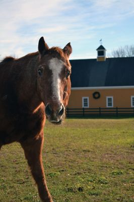 Eastover Farm 
During the lull between Thanksgiving and the first week of December, we spotted a few lights and wreaths popping up here and there around Tri-Town, including one at the iconic Rochester fixture Eastover Farm seen behind a horse eagerly eating the last of the 2017 season grass. Photo by Jean Perry
