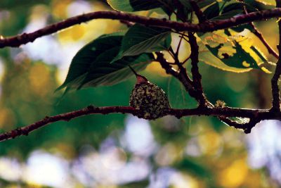 Hummingbird Nest
Debbie Silva took this photo of a hummingbird nest found in a tree in front of the Mattapoisett Town Hall. It’s reported that two baby hummingbirds have arrived as well.
