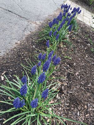 Spring Flowers
Jennifer Shepley shared these great flowers-around-town photos.
