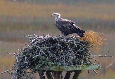 Eagle
Mary-Ellen Livingstone spotted this eagle in an osprey nest this week.

