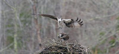 Osprey
Mary-Ellen Livingstone shared these photos of the ospreys that returned to their nest on March 29.

