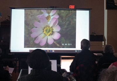Marion Natural History Museum
On March 4 the Marion Natural History Museum hosted “Wildflowers of Southeastern Massachusetts” with Martha “Mike” Schroeder. Attendees learned about which plants are native and which plants have been introduced to the state. Many thanks to Mike for the program and lovely photos, many of which were taken in her yard in Lakeville. Photos courtesy Elizabeth Leidhold
