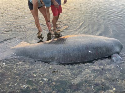 Mattapoisett Manatee
On the morning of July 29, Erin Carr and five friends were on their morning run on the Mattapoisett Rail Trail when they stumbled upon a man (and dog) who directed them to a beached manatee. The gang got in touch with the Harbormaster and Mattapoisett Police, but before wildlife experts would arrive on the scene, the tide rose, and the manatee ventured back to sea. Photo courtesy Erin Carr
