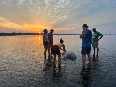 Mattapoisett Manatee
On the morning of July 29, Erin Carr and five friends were on their morning run on the Mattapoisett Rail Trail when they stumbled upon a man (and dog) who directed them to a beached manatee. The gang got in touch with the Harbormaster and Mattapoisett Police, but before wildlife experts would arrive on the scene, the tide rose, and the manatee ventured back to sea. Photo courtesy Erin Carr
