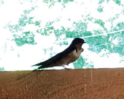 Barn Swallows
Barn swallows, about 50! Babies are learning to fly. No bugs! – Mel Bosworth
