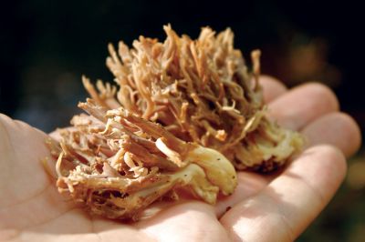 Mushroom Walk
This is a variety of coral mushroom, which can be found growing near fallen trees.  Photo by Eric Tripoli.
