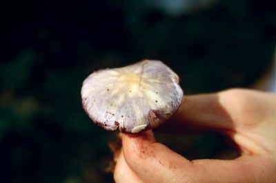 Mushroom Walk
This is a viscid violet court mushroom.  Photo by Eric Tripoli
