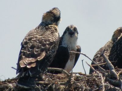 Osprey Family
Here, an osprey family of five spends the summer on an osprey stand near Crescent Beach. Photo by Faith Ball
