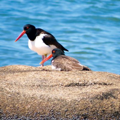 Oyster Catcher
Faith Ball captured this picture of a couple of Oyster Catcher’s that were resting at Crescent Beach in Mattapoisett. 
