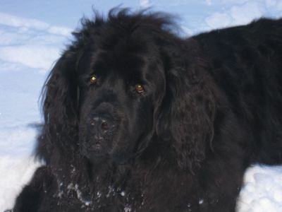 Pet Picks
Each week we showcase pets from the TriTown and the stories behind them. Send in your pet pictures and stories so we can share them with all our readers. This is Armani aka Ari. He is a six year old Newfoundland who spent the first four years of his life abused and neglected. John and Kathy Guilherme from Mattapoisett adopted him 2 1/2 years ago from the Newfoundland Rescue of New England. 
