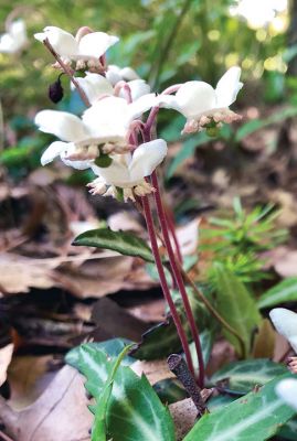 Pipsissewa
Stephen Chicco sent in this great photo of a Pipsissewa plant growing wild on Converse Point in Marion.
