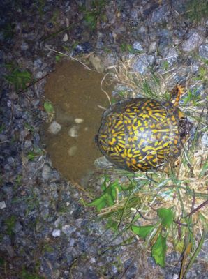 Box Turtle
Jayne Darling snapped this phto of a Box Turtle nesting in Rochester.
