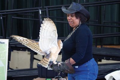 Raptors
Director of New England Raptor & Reptile Exhibits Marla Isaac introduced her feathered friends during the Mattapoisett Lands Trust’s annual meeting on Saturday, May 14. The audience got to meet a number of rescued owls, including Nanook the snowy owl, Rachel the barn owl, Athena the great-horned owl, and Babe the barred owl. Photos by Colin Veitch
