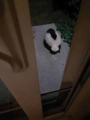 Skunk Visit
Carol Rhoads had this Skunk visit at Little Nack Village.
