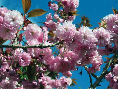 Cherry Blossoms
Cherry Blossoms in full bloom in Mattapoisett by Robert Ball
