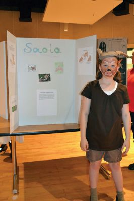 Sippican School Goes Wild
The fourth-grade students at the Sippican School treated classmates and family members to a virtual zoo on the morning of June 5. Students chose an animal, did their own online research, created display boards, and donned costumes to bring their animals to life. The zoo continues on Friday, June 6 from 9:00-10:00 am. Photos by Jean Perry

