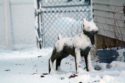 ‘Chilly’ Dog 
A lawn ornament of a dog in Mattapoisett seemed to personify the bitter cold we’ve experienced since before the New Year. Photo by Jean Perry
